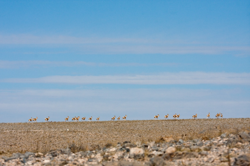 Mongolian Gazelle